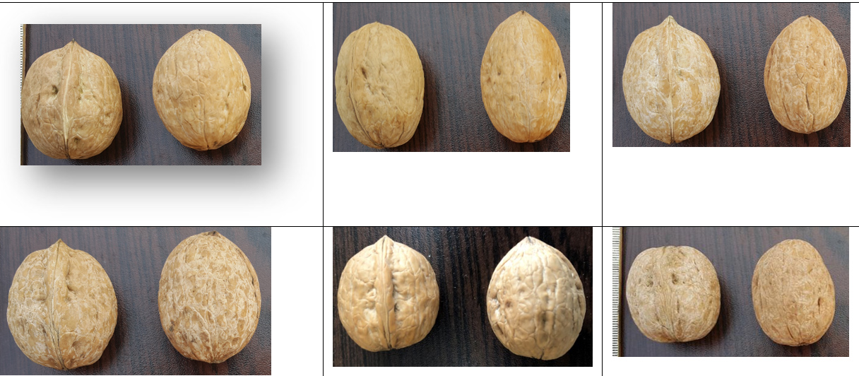 Üniversitemizde 6 Yeni Ceviz Çeşidi Geliştirildi